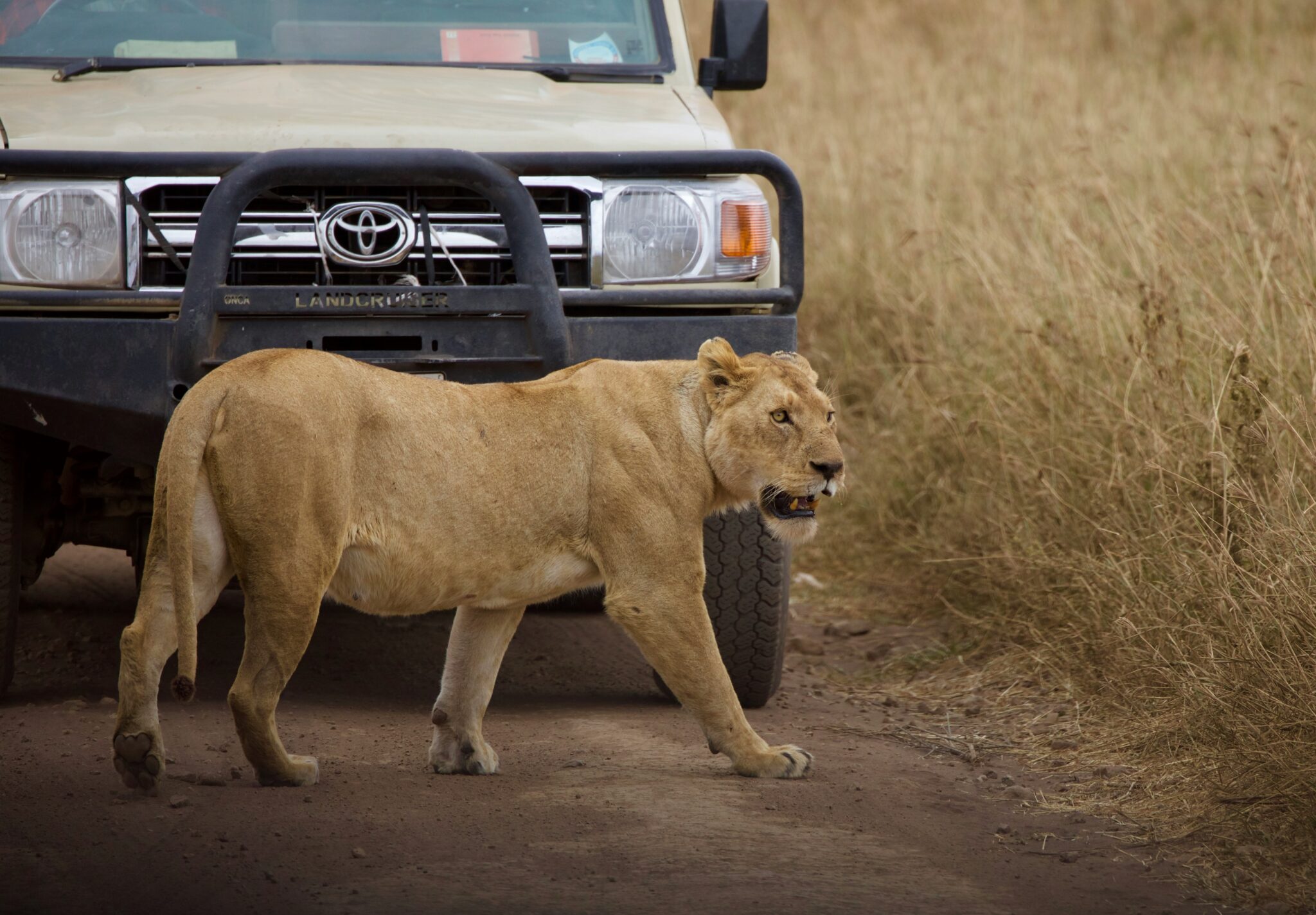 Safari