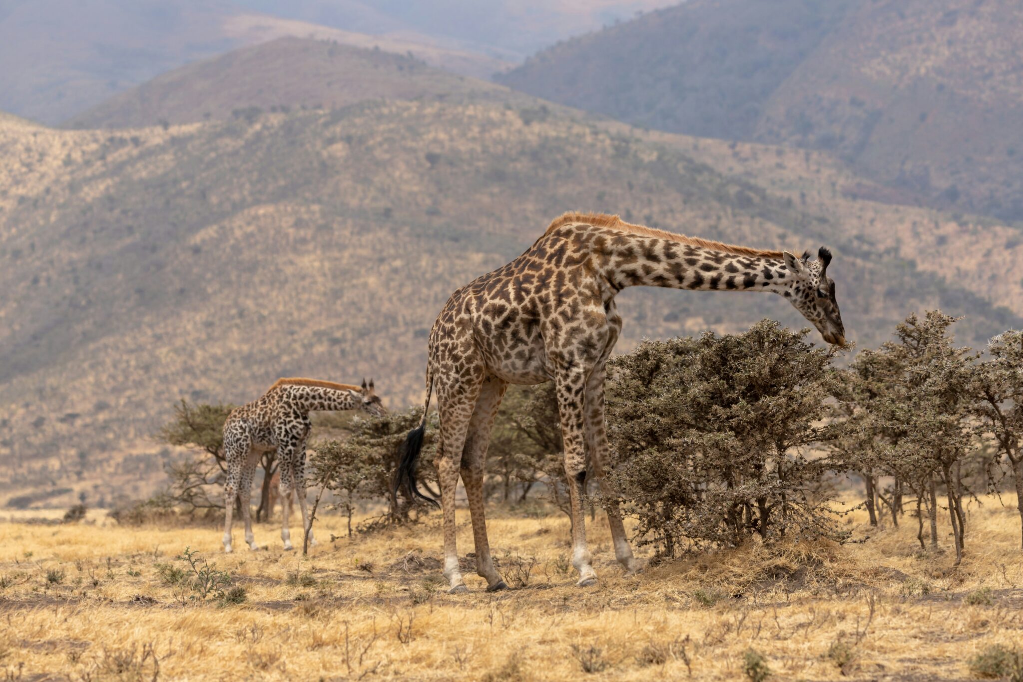 Ngorongoro Conservation Area