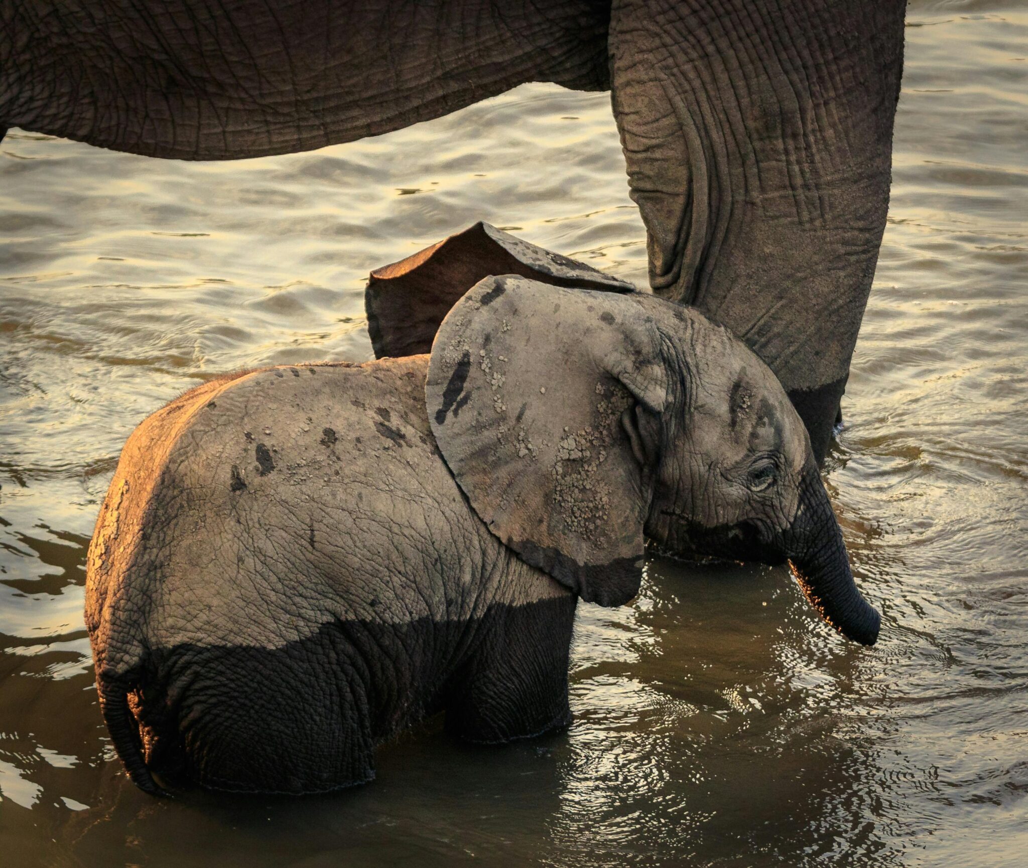 Saadani National Park