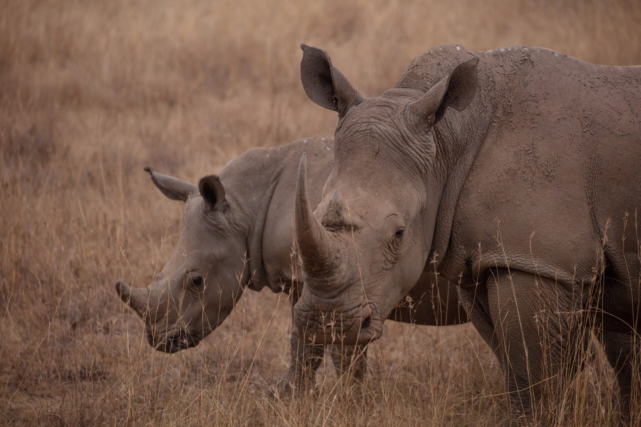 Mikumi National Park