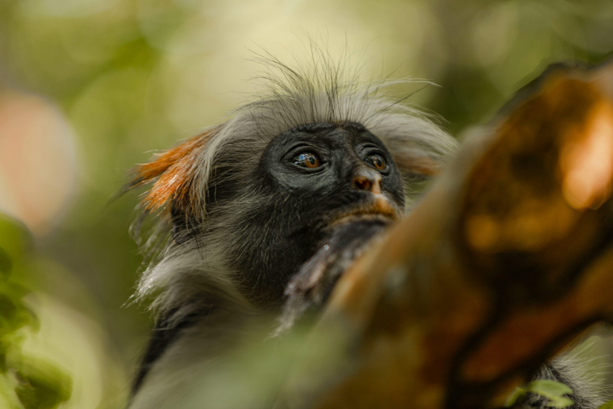 Jozani Forest: The Red-backed Monkeys