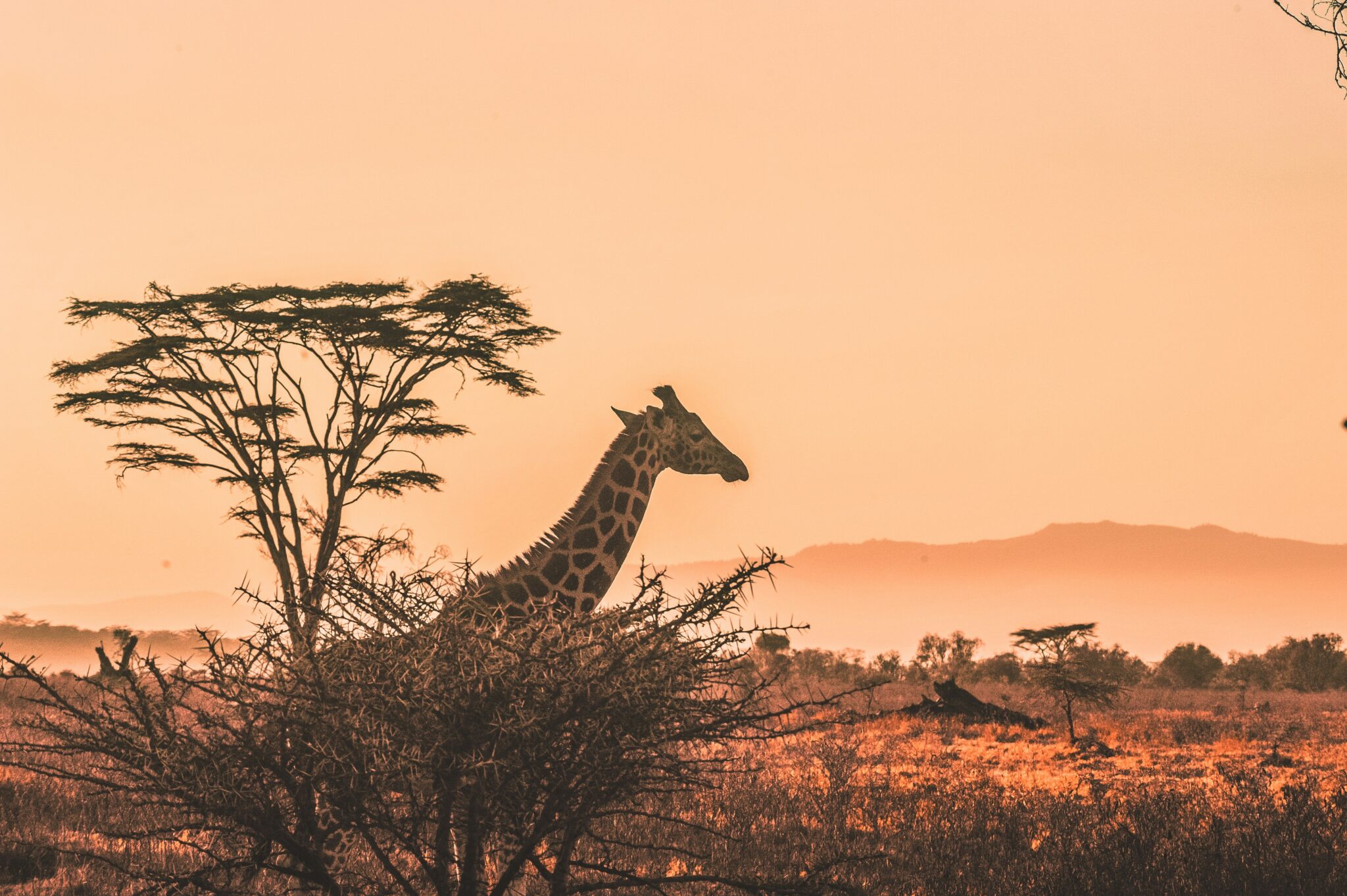 Safari in Kenya