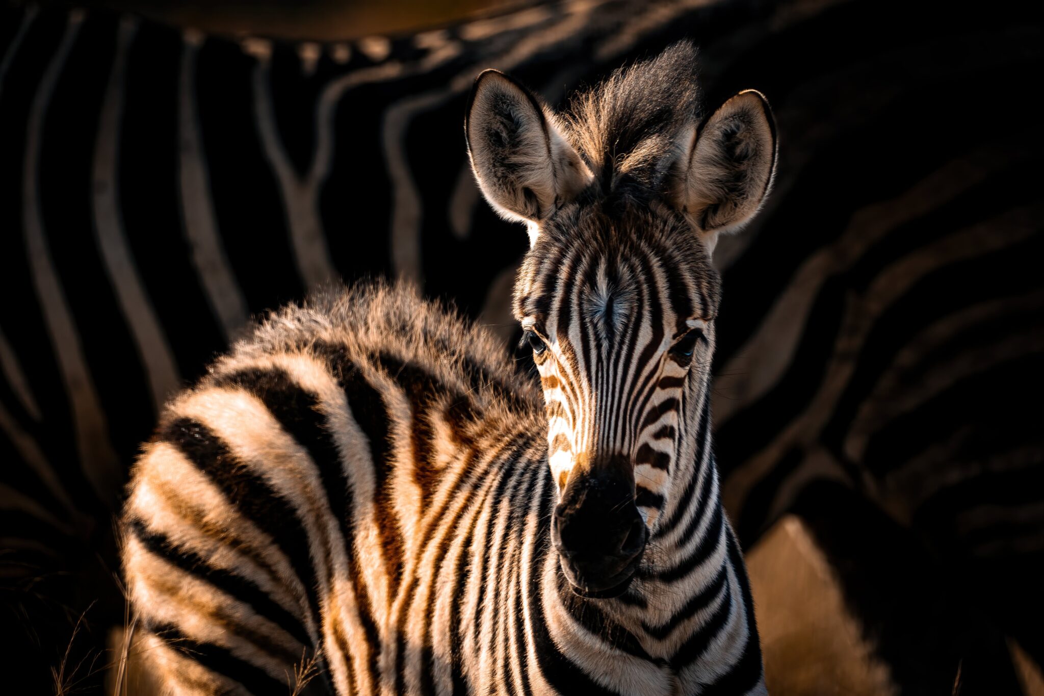 Safari in Tanzania