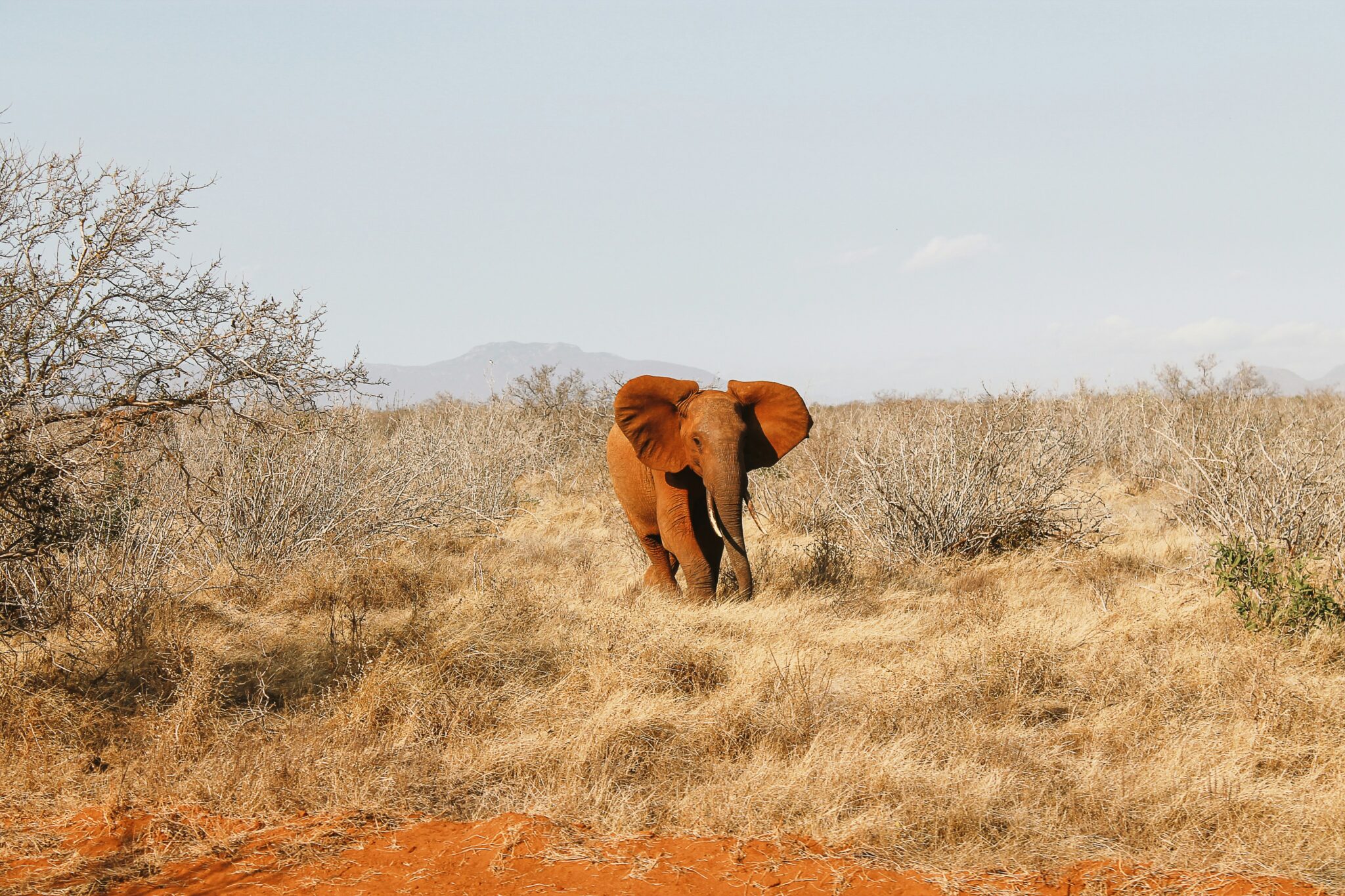 Tsavo East