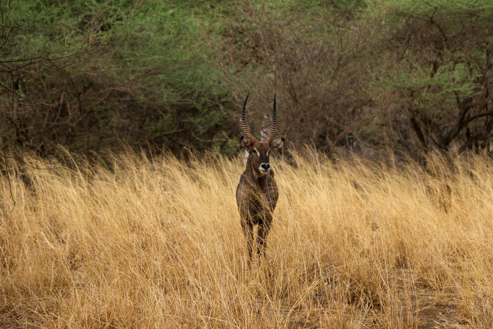 Tsavo West