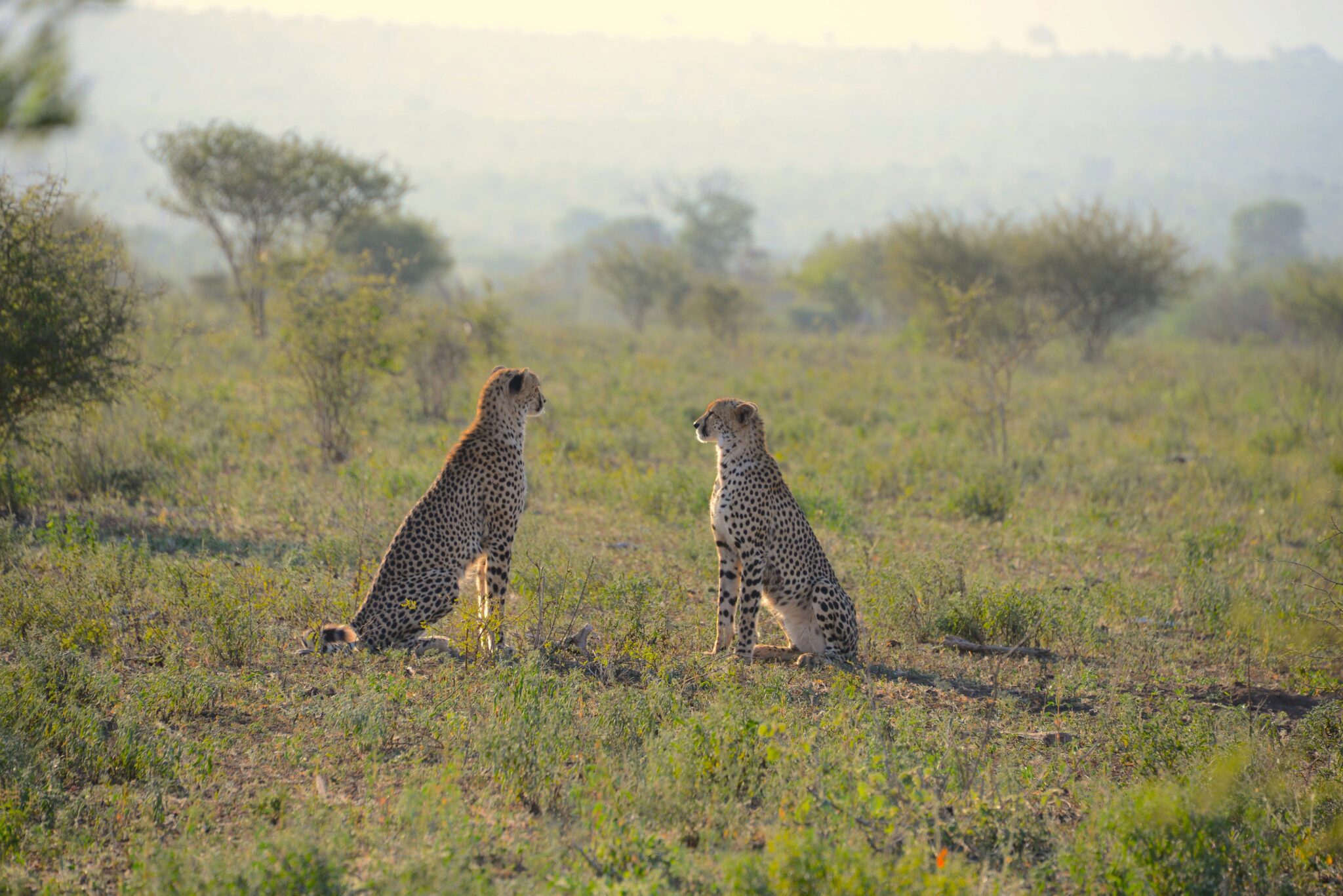 Masai Mara